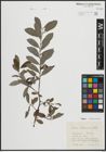 Foto von Salix atrocinerea Brot.